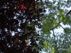 contraste_arbres